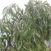 Caryota urens L.